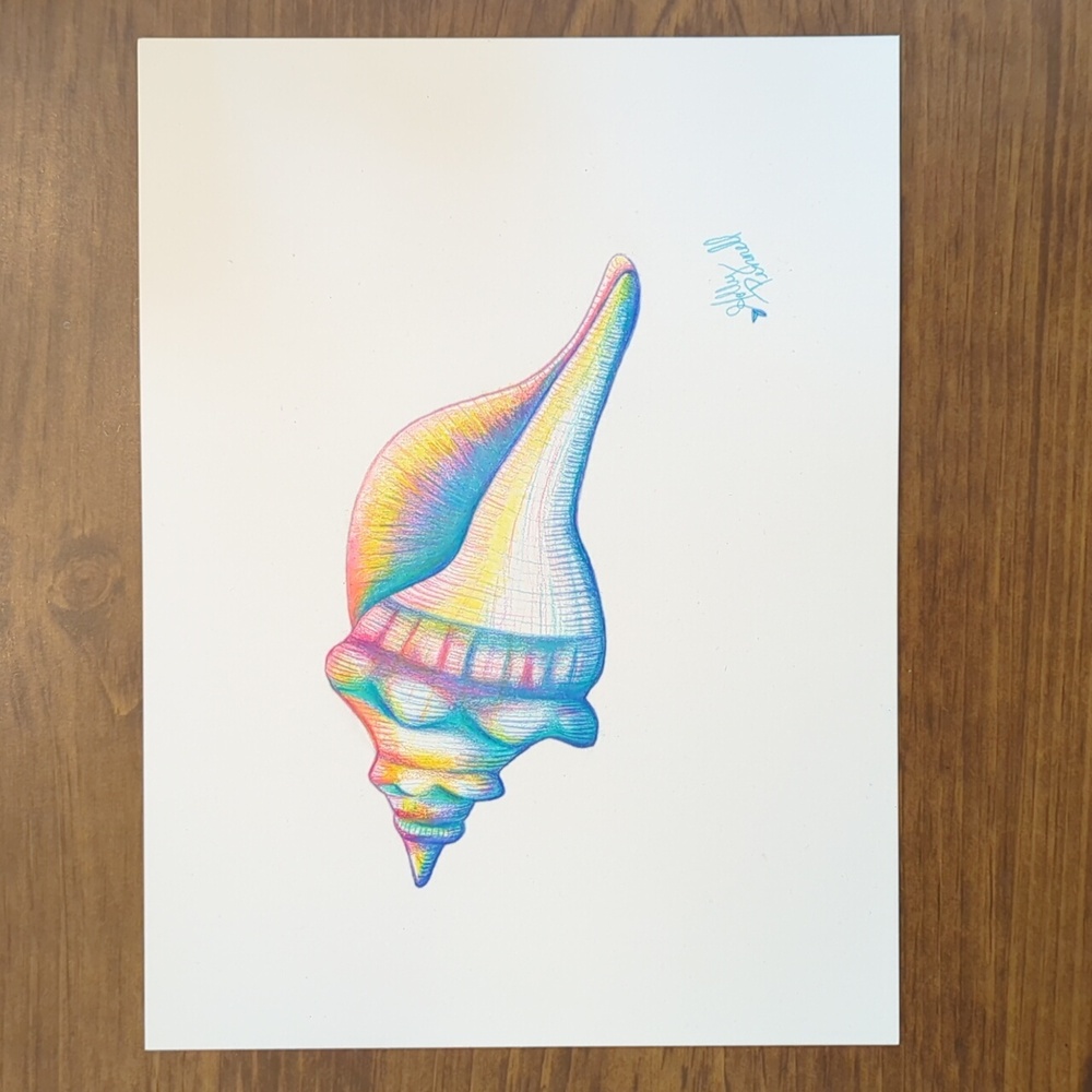 Original Artwork-Vibrant Conch Shell Art-Hand Drawn By Holly Pennell-9x12